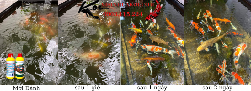 BIO- FISH KOI vi sinh hồ cá koi , chống rêu mốc ĐẶC BIỆT nuôi cá không phải THAY NƯỚC